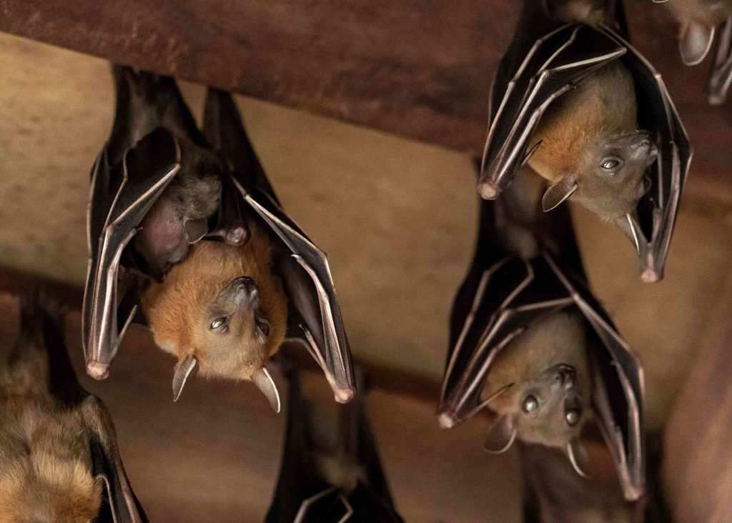 a colony of vampire bats in a cave