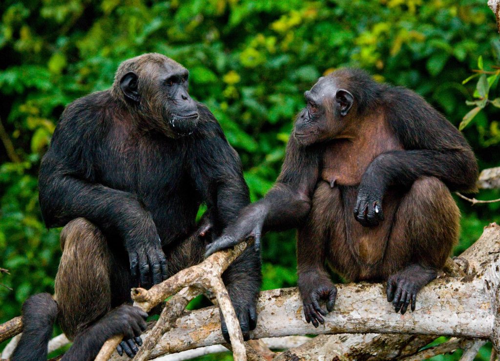 good behavior of chimps