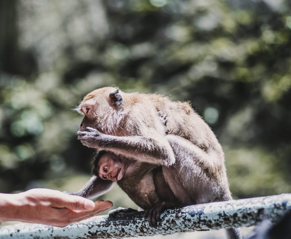 a monkey holding a baby monkey
