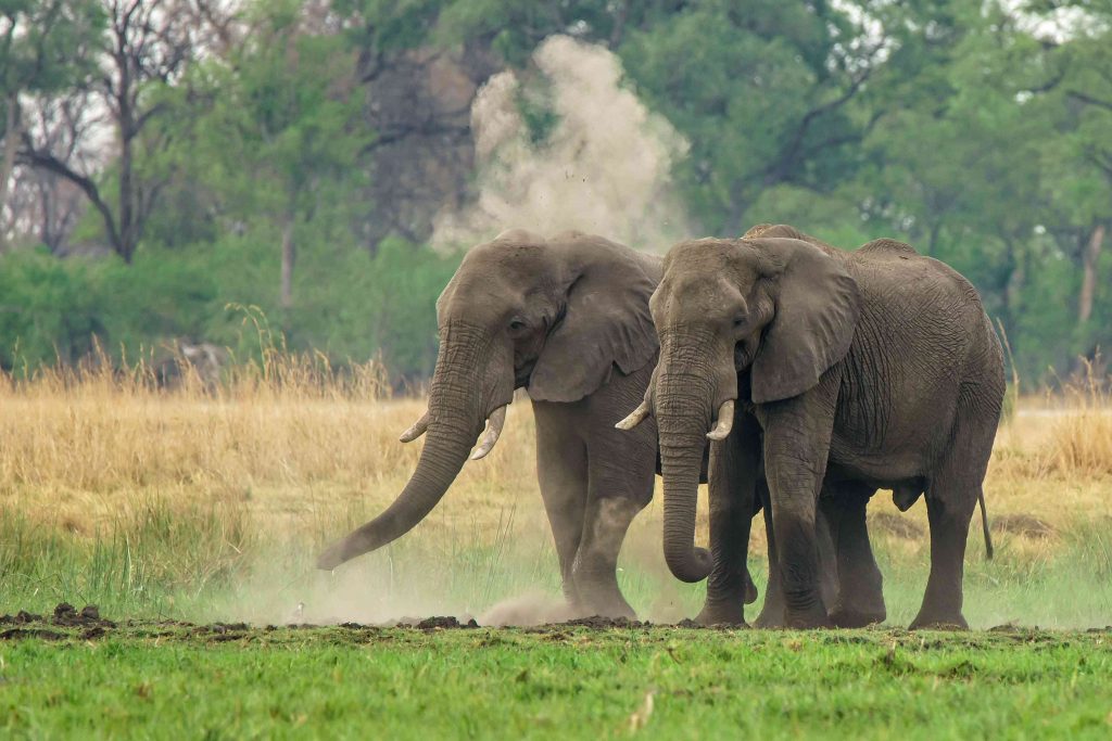 rogue elephant head shaking and trunk swinging walking amidst dust 