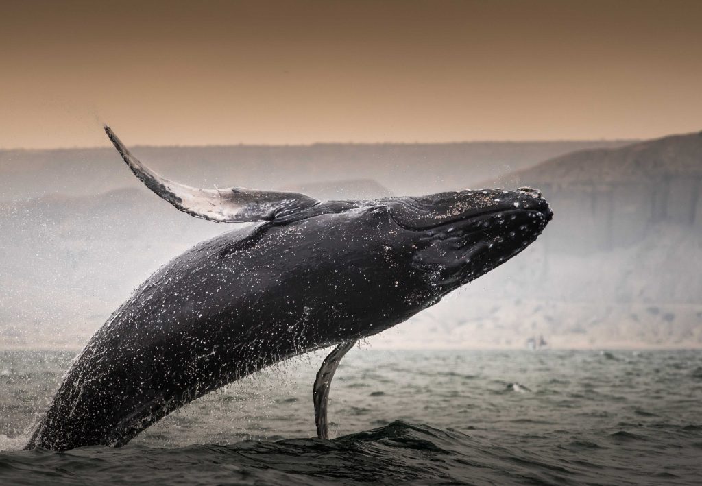  a massive humpback whale emerges from the depths of the ocean