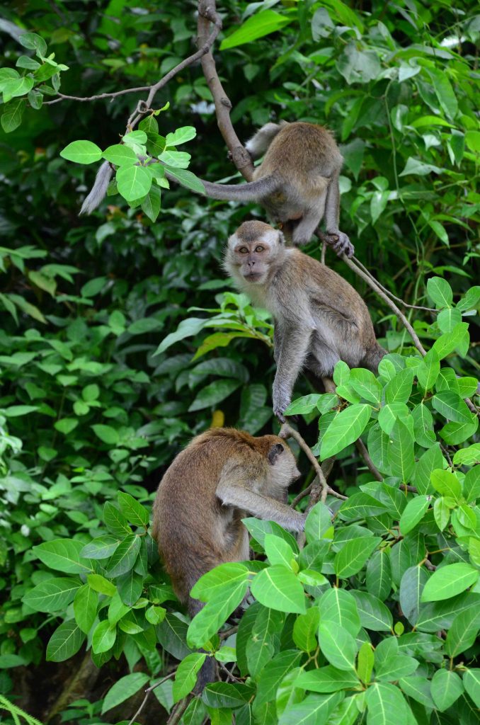 3 monkeys swinging from branch to branch