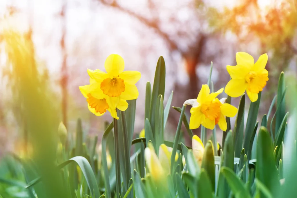 daffodil blooms are like the climacteric period of a woman